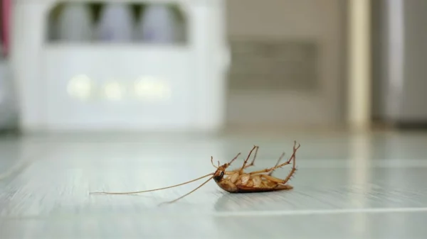 Dead cockroach inside home
