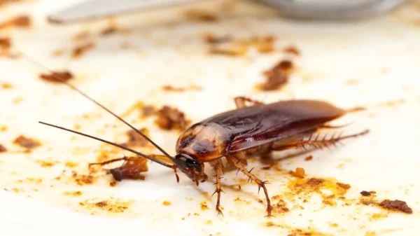 Close up of cockroach on dirty plate