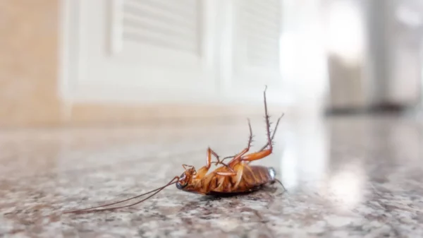 Close up of dead cockroach lying on floor