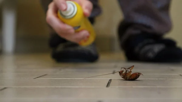 Dead cockroach with person spraying repellent in background