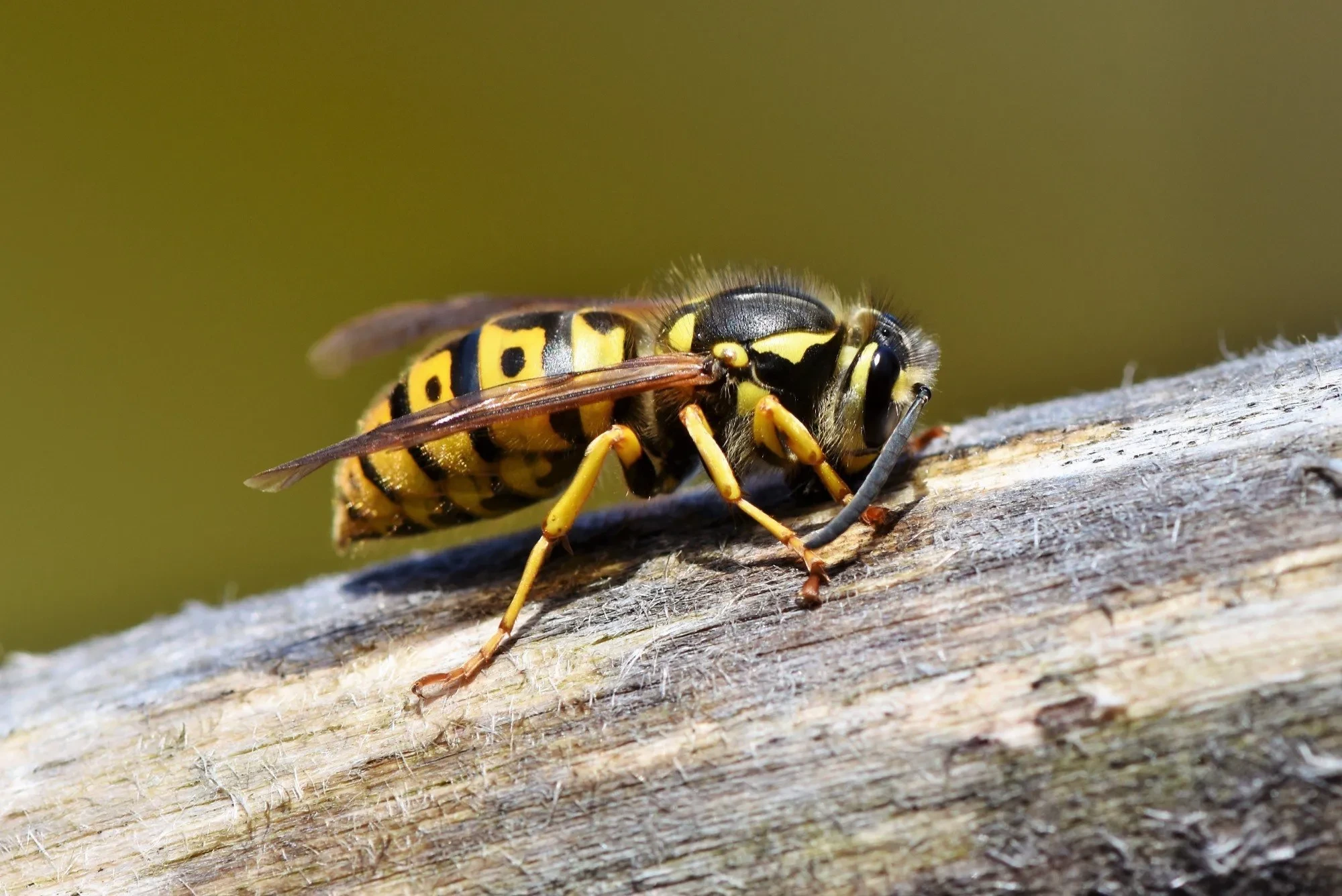 Why Bees Invade Homes and Why You Should Act Fast