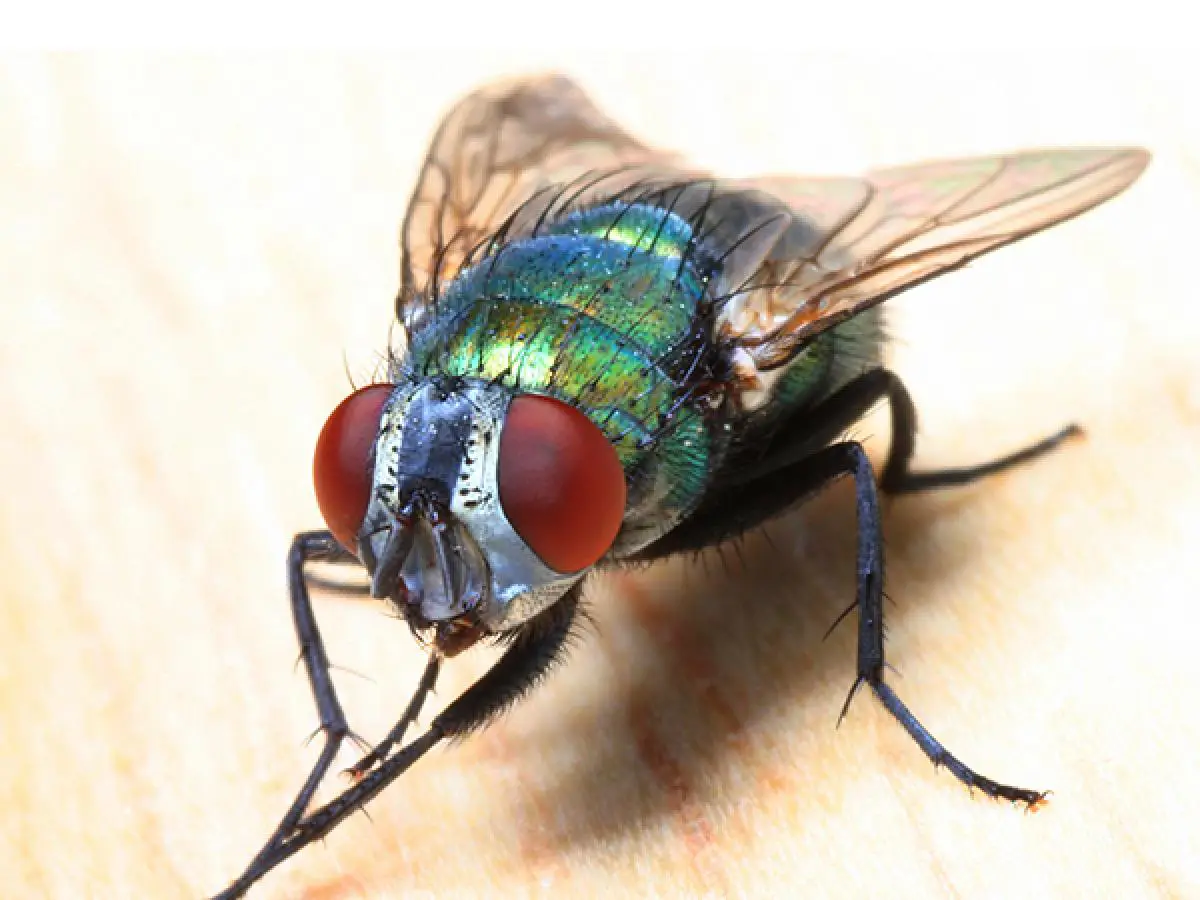 How to Spot a Fly Infestation