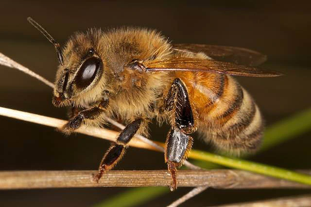 European Honey Bee