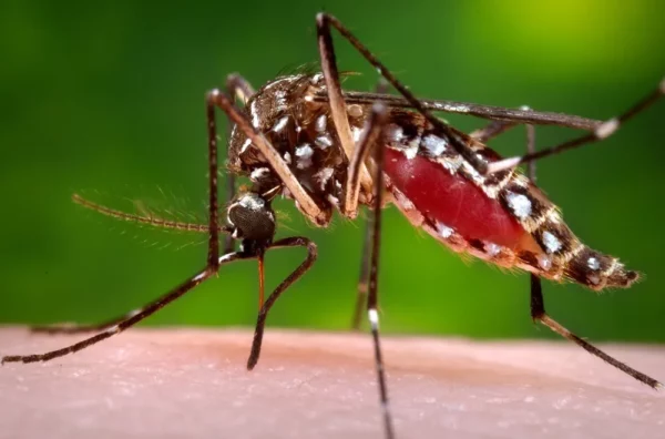 Anopheles Mosquitoes