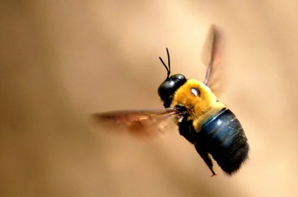 Carpenter Bees