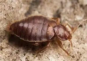 Leptocimex Boueti
