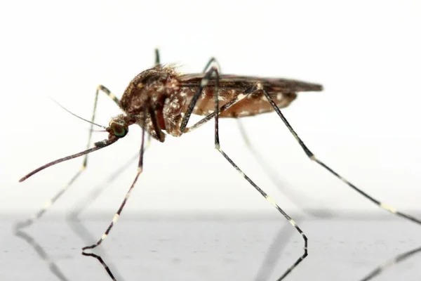 Mosquitos Pest Control