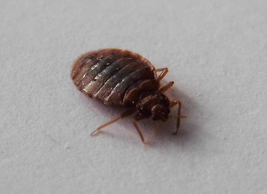 bed bug