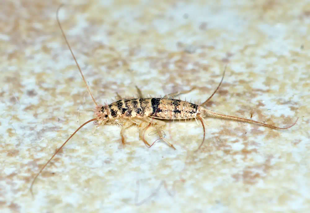 firebrat
