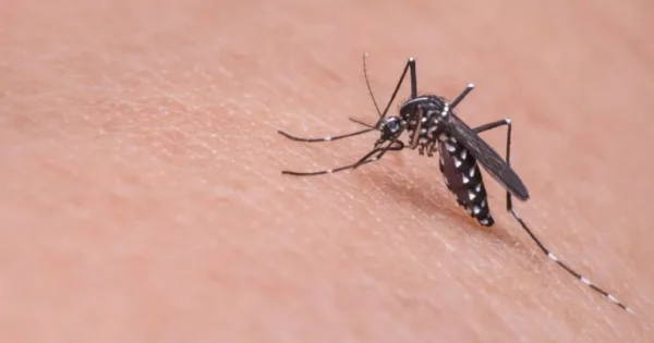 Effective Mosquito Control Treatment