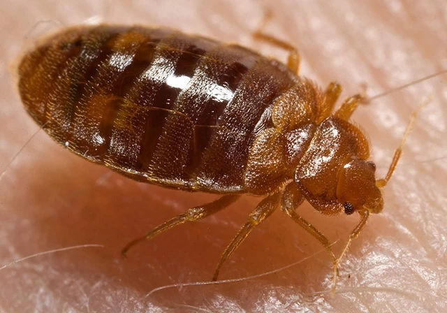 Cimex Lectularius